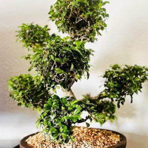 Fulkiem Tea Bonsai