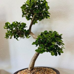 Ficus Macrocaupa