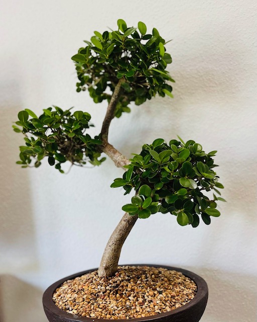 Ficus Macrocaupa