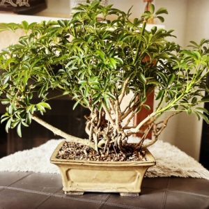 Scheftlera in bonsai