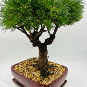 Bonsai Mugo pine in choco pot